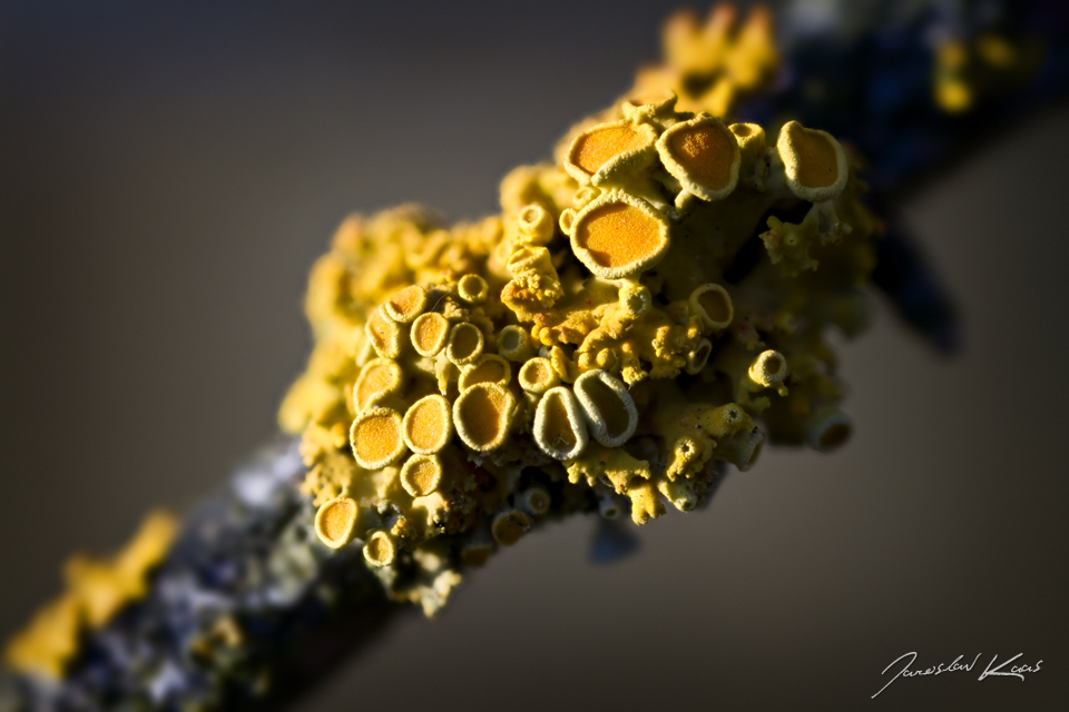 Terčovník mnohoplodý / Xanthoria polycarpa / Orange Wall Lichen, Plzeň, Radčický les