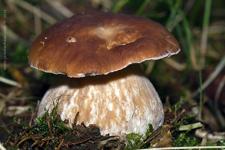 Hřib smrkový (Boletus edulis), Hradišťany