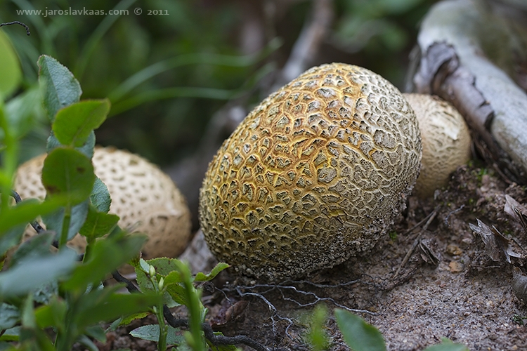 Pestřec obecný (Scleroderma citrinum), Staňkov - Krchleby