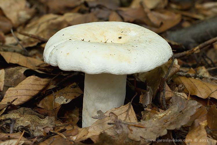 Ryzec peprný (Lactarius piperatus), Hradišťany