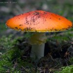 Muchomůrka červená (Amanita muscaria var. muscaria), Hradišťany