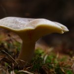 Strmělka mlženka (Clitocybe nebularis), Staňkov