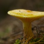 Šťavnatka modřínová (Hygrophorus lucorum), Staňkov