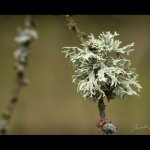 Větvičník slívový (Evernia prunastri), Chlumská hora