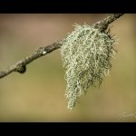 Provazovka srstnatá (Usnea hirta), Chlumská hora