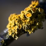 Terčovník mnohoplodý / Xanthoria polycarpa / Orange Wall Lichen, Plzeň, Radčický les