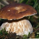 Hřib smrkový (Boletus edulis), Hradišťany