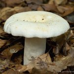 Ryzec peprný (Lactarius piperatus), Hradišťany