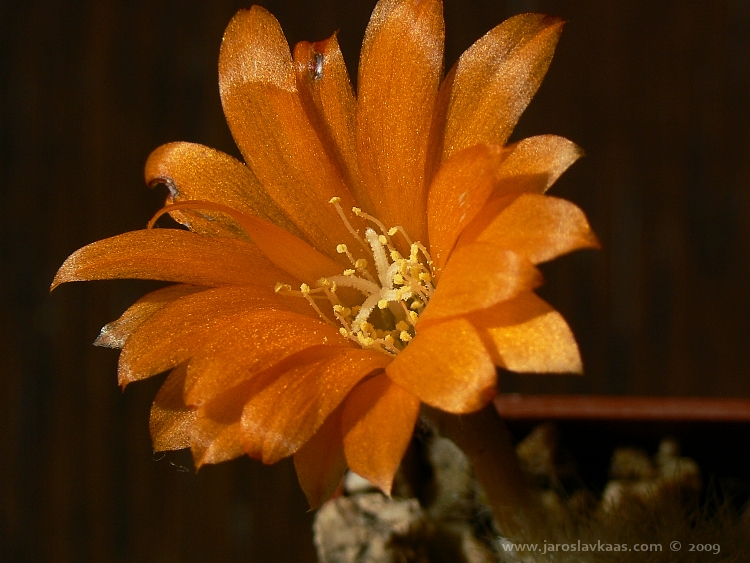 Rebutia muscula var. nivosa, Plzeň