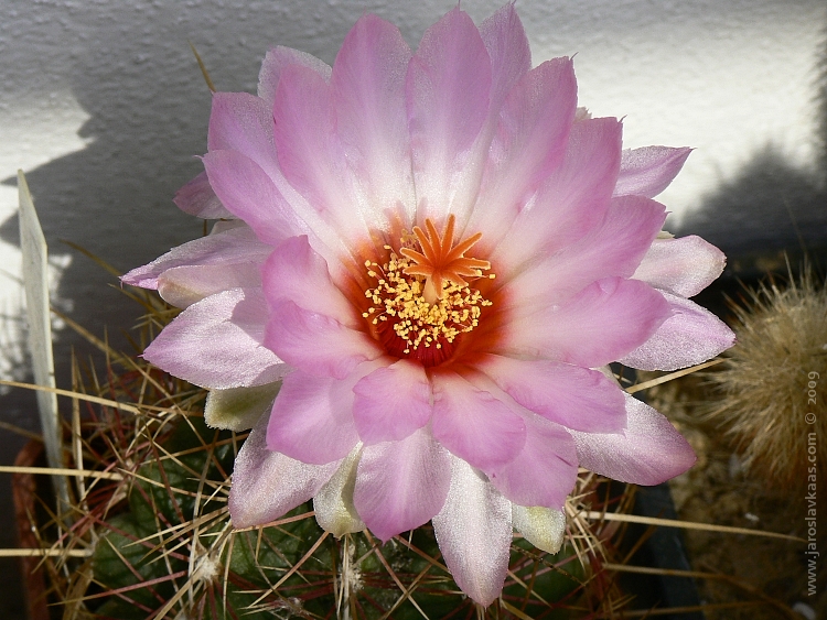 Thelocactus bicolor, Plzeň