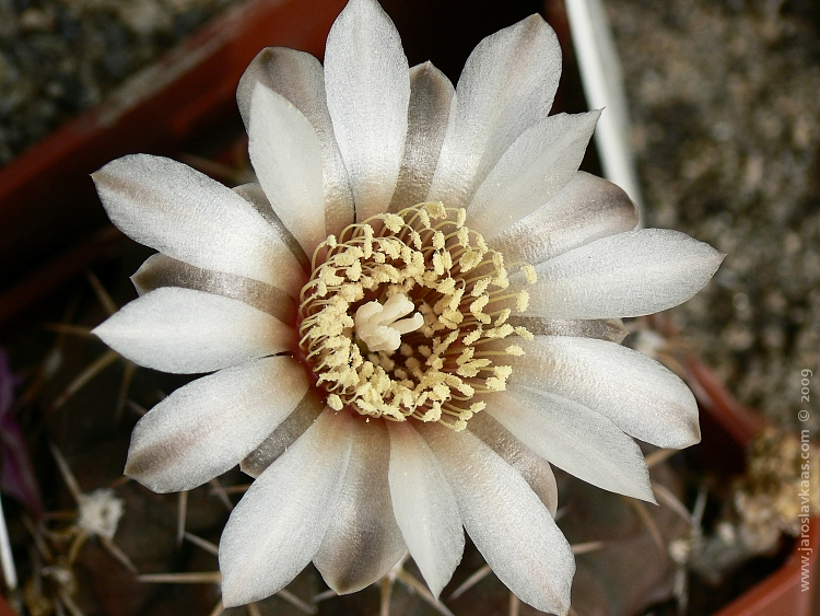 Gymnocalycium stellatum, Plzeň