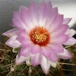 Thelocactus bicolor, Plzeň