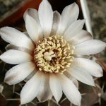 Gymnocalycium stellatum, Plzeň