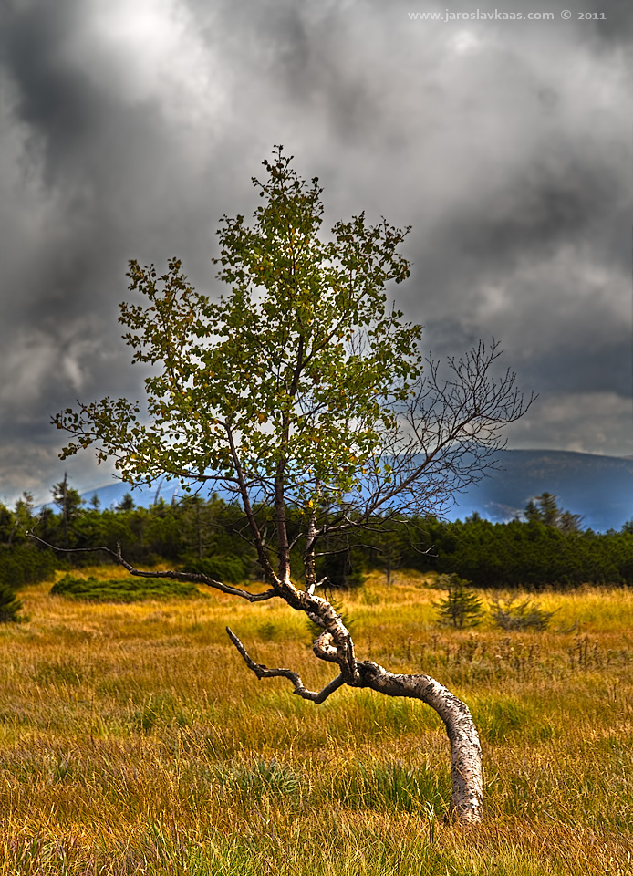 Pančavská louka, Krkonošský národní park