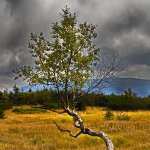 Pančavská louka, Krkonošský národní park