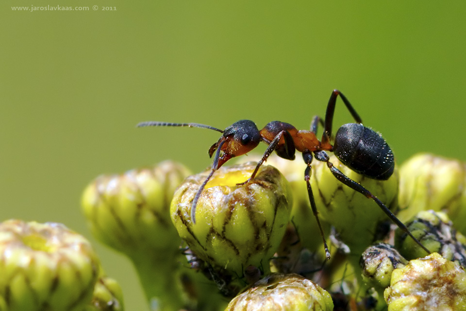 Mravenec trávní (Formica pratensis), Radčický les