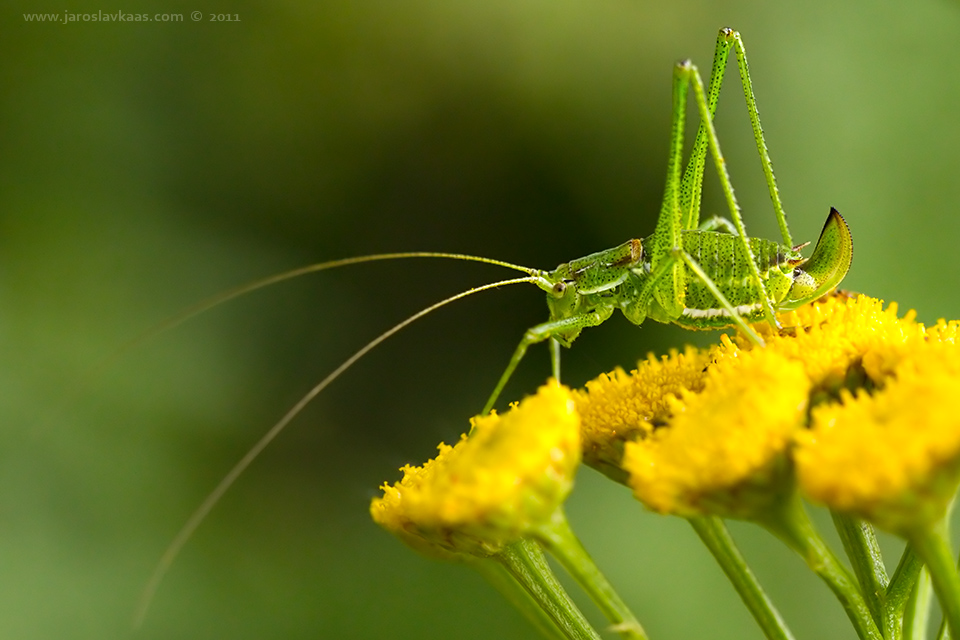 Kobylka bělopásá - samice (Leptophyes albovittata - female), Radčický les