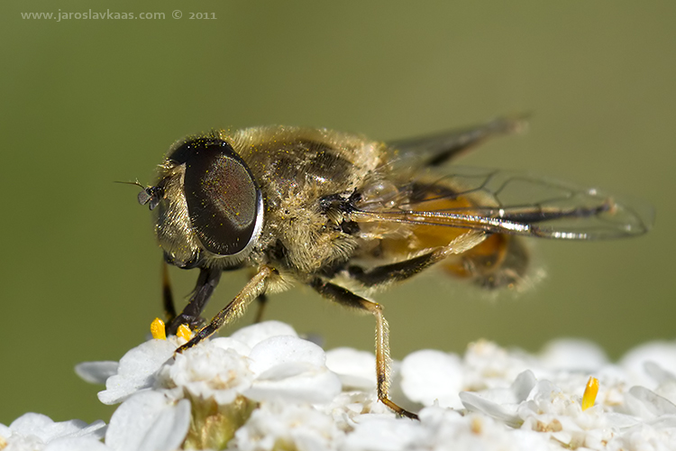 Pestřenka - samec (Eristalis arbustorum - male), Nedražice