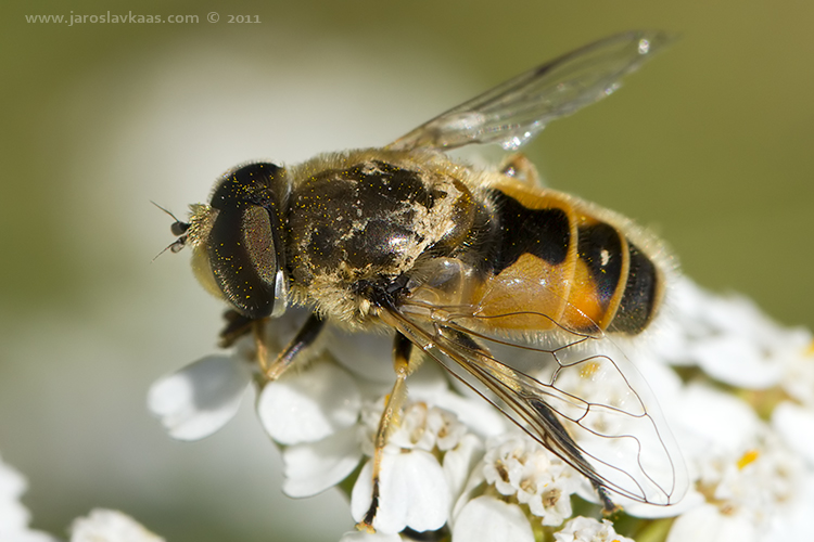 Pestřenka - samec (Eristalis arbustorum - male), Nedražice