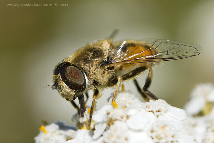 Pestřenka - samec (Eristalis arbustorum - male), Nedražice