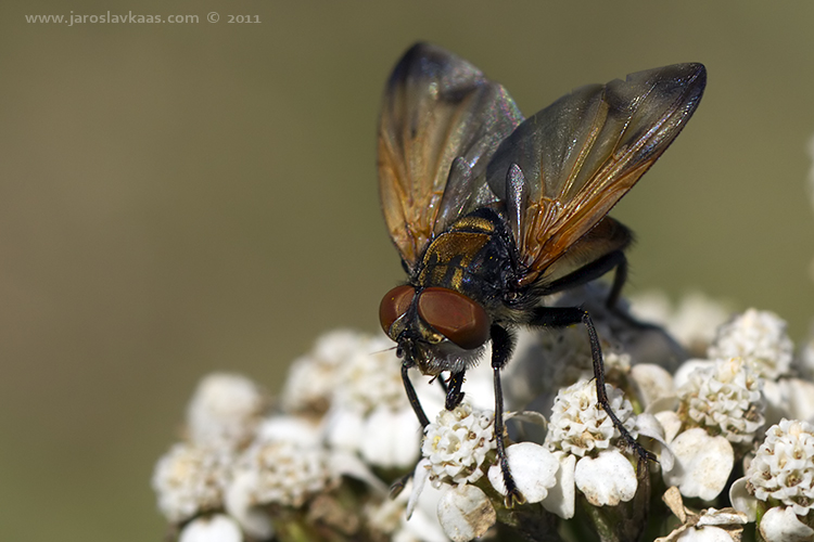 Hbitěnka - samec (Phasia aurigera - male), Nedražice