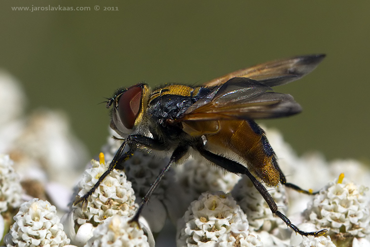 Hbitěnka - samec (Phasia aurigera - male), Nedražice