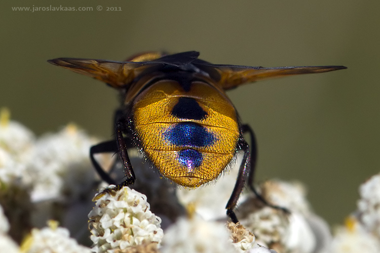 Hbitěnka - samec (Phasia aurigera - male), Nedražice