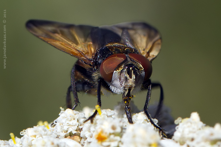 Hbitěnka - samec (Phasia aurigera - male), Nedražice