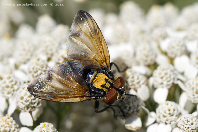 Hbitěnka - samec (Phasia aurigera - male), Nedražice