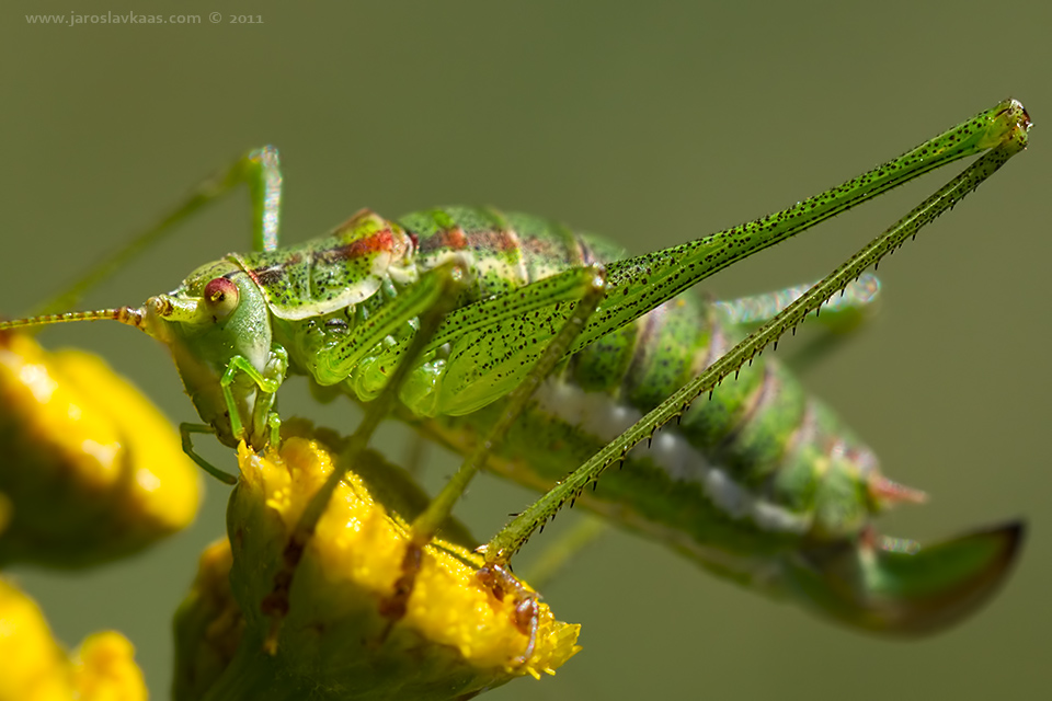 Kobylka bělopásá - samice (Leptophyes albovittata - female), Radčický les