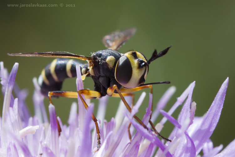 Očnatka (Conops scutellatus), Radčice