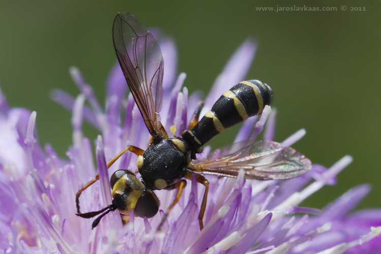 Očnatka (Conops scutellatus), Radčice