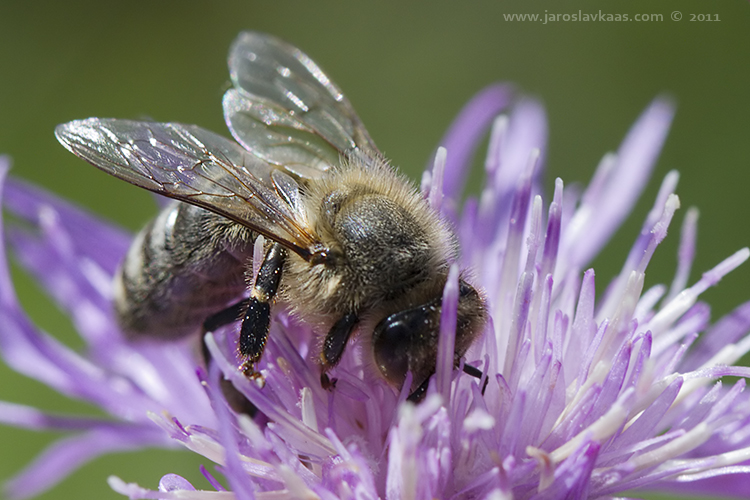 Včela medonosná (Apis mellifera mellifera), Radčice