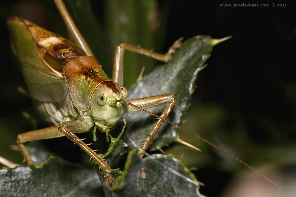 Kobylka zpěvavá (Tettigonia cantans), Krkonoše