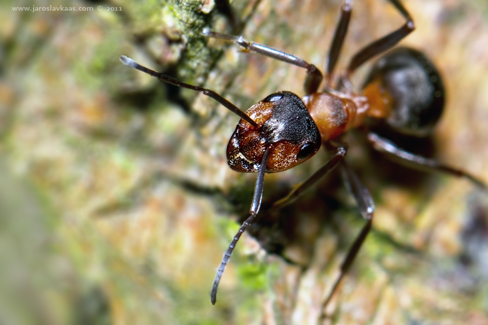 Mravenec lesní (Formica rufa), Staňkov
