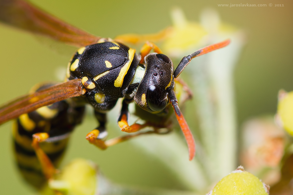 Vosík skvrnitý - samice (Polistes dominula - female), Staňkov