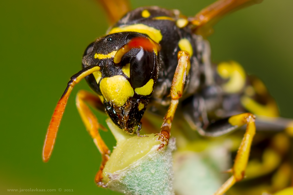 Vosík skvrnitý - samice (Polistes dominula - female), Staňkov