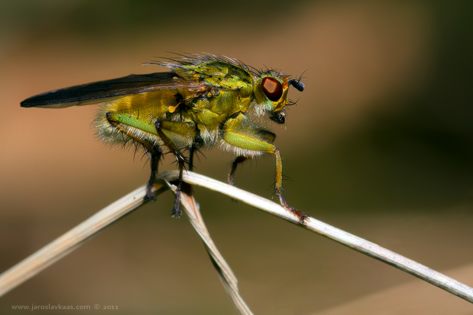 Výkalnice hnojní - samice (Scathophaga stercoraria - female), Chlumská hora