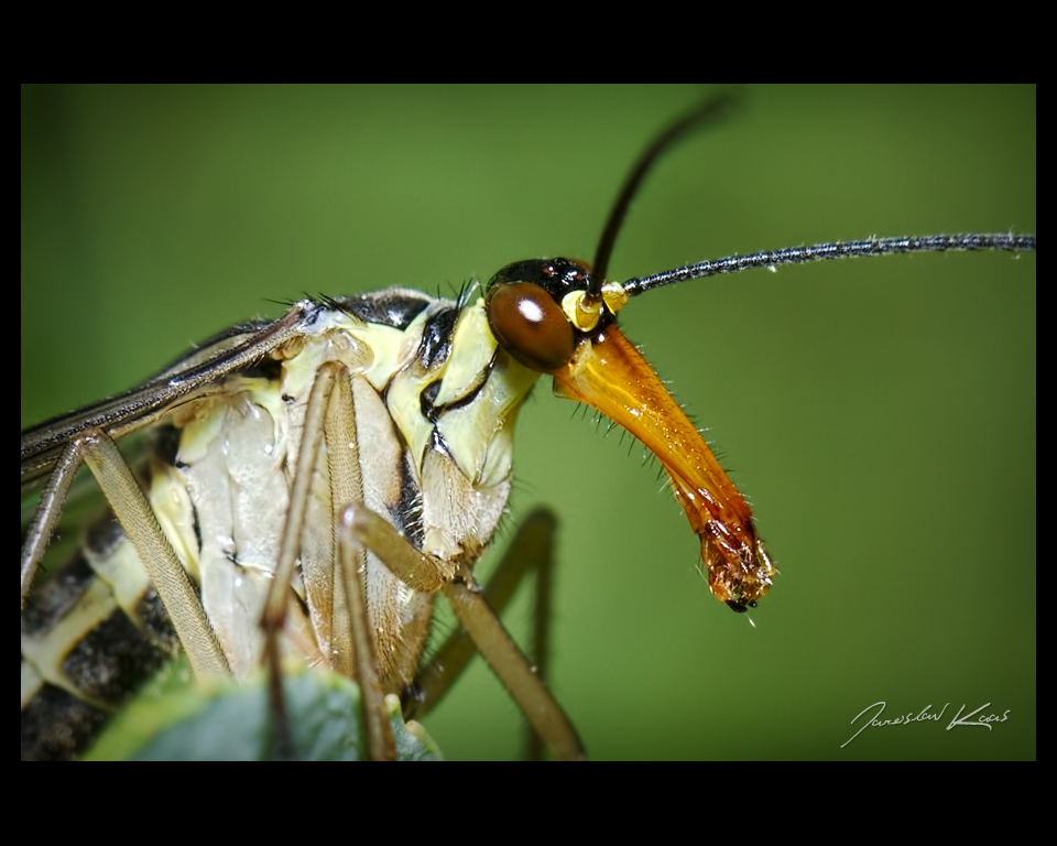 Srpice běžná - samice (Panorpa vulgaris - female), Staňkov - Krchleby