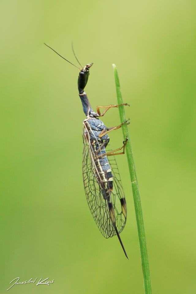 Dlouhošíjka žlutonohá - samice (Dichrostigma flavipes - female), Chlumská hora