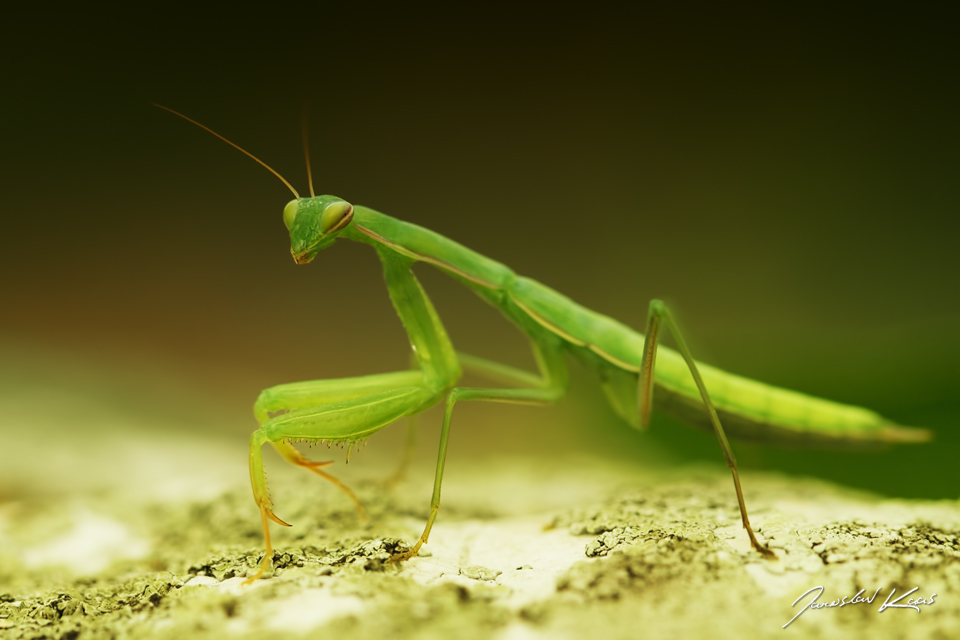 Kudlanka nábožná - nymfa (Mantis religiosa - nymph), CHKO Pálava, NPR Tabulová