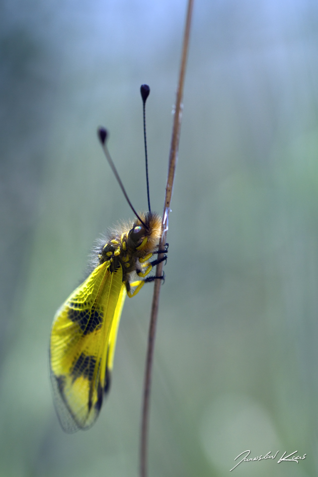 Ploskoroh pestrý (Libelloides macaronius), CHKO Pálava, PR Svatý kopeček