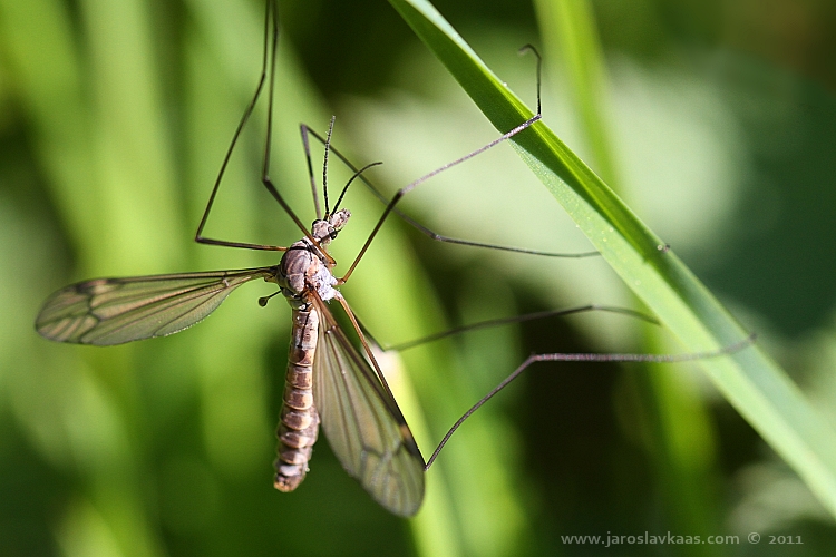 Tiplice obrovská (Tipula maxima), Hradišťany