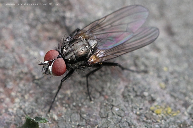 Slunilka pokojová (Fannia canicularis), Hradišťany