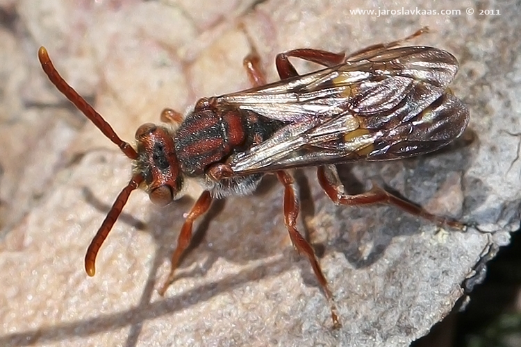 Nomada alboguttata, Hradišťany