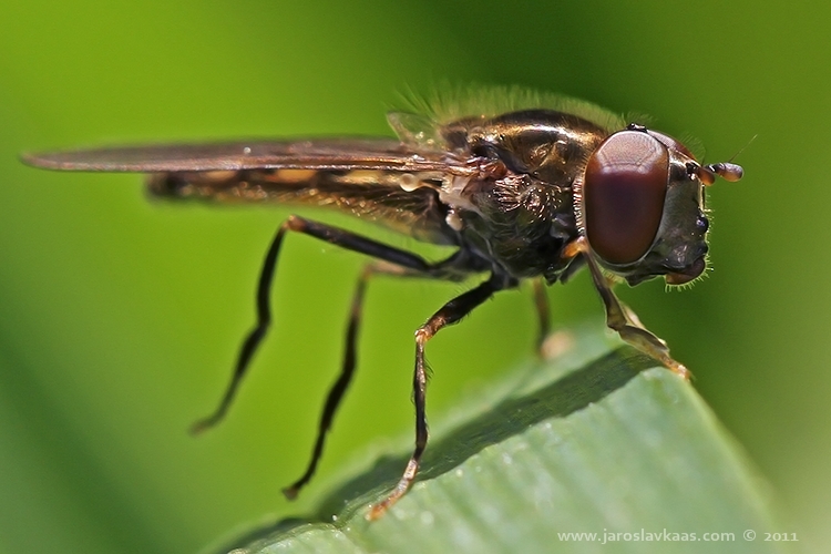 Pestřenka pruhovaná (Episyrphus balteatus), Hradišťany