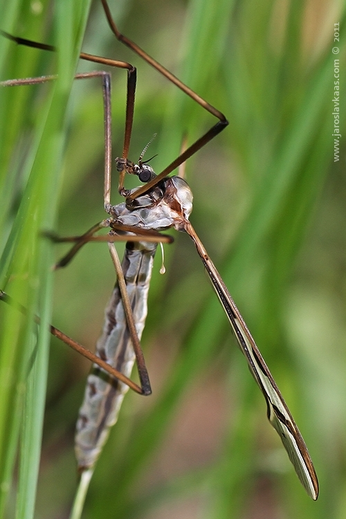 Bahnomilka obrovská - samice (Pedicia rivosa - female), Hradišťany