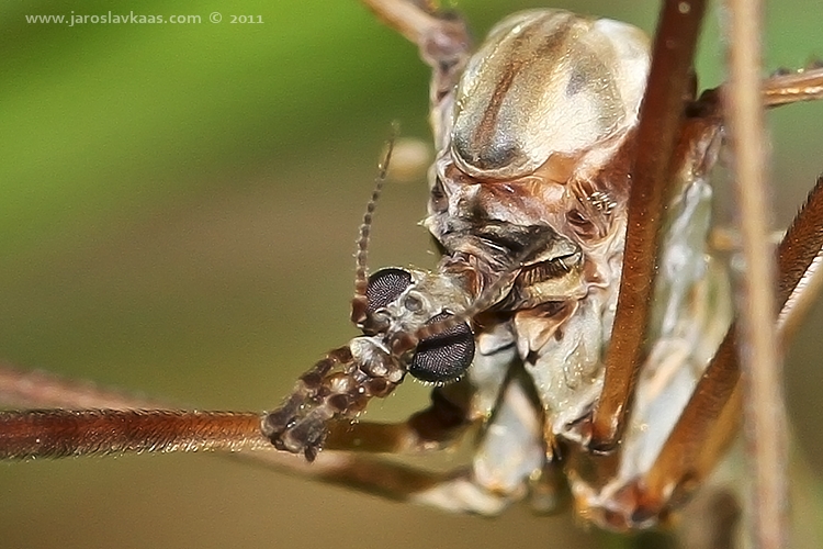 Bahnomilka obrovská - samice (Pedicia rivosa - female), Hradišťany