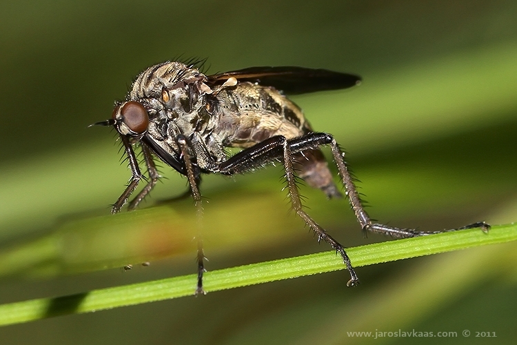 Kroužilka běžná, samice / Empis tessellata, female, Hradišťany