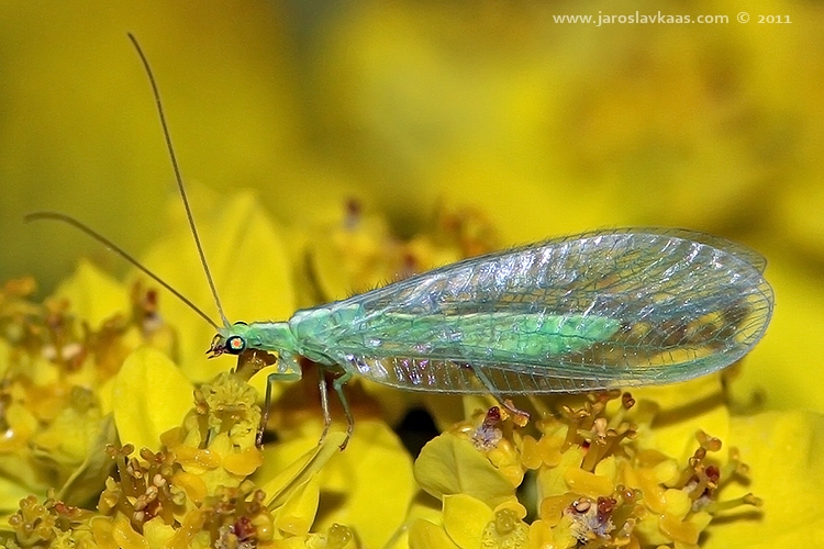 Zlatoočka obecná (Chrysoperla carnea), Hradišťany